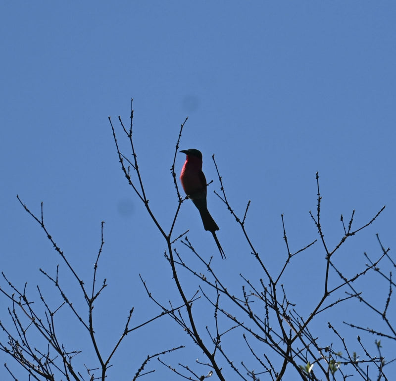 Ein Karminspint sitzt auf einem kahlen Ast gegen einen klaren blauen Himmel.