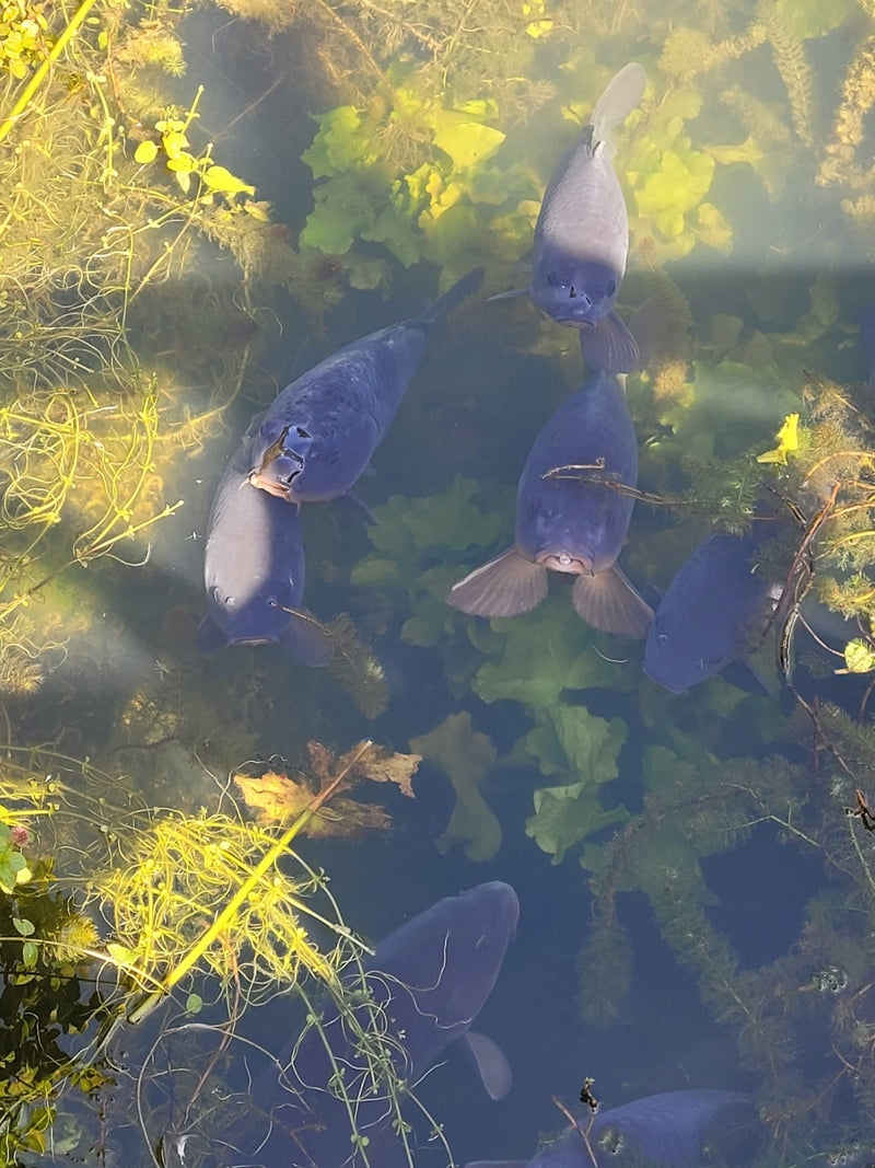Mehrere Gemeine Karpfen schwimmen in klarem Wasser über dichten Unterwasserpflanzen. Die Draufsicht zeigt die Fische deutlich in ihrem natürlichen Lebensraum.