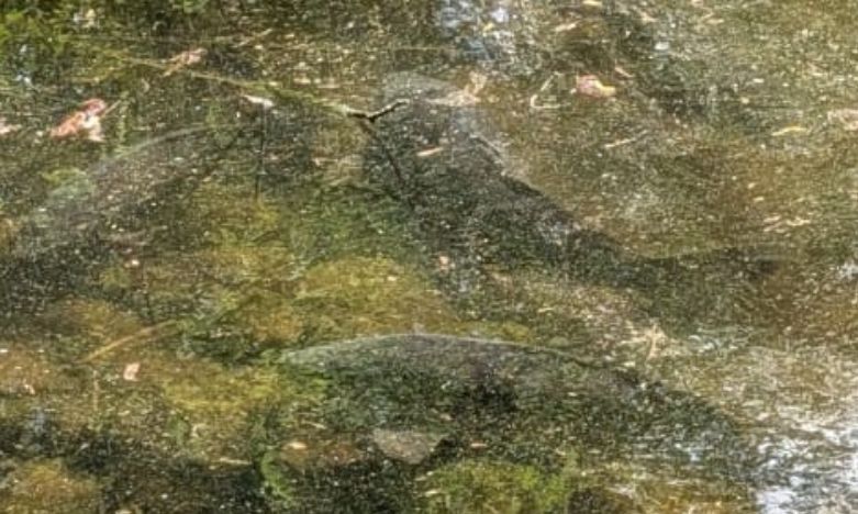 Mehrere Gemeine Karpfen schwimmen nahe dem Grund in einem flachen, trüben Gewässer. Die Fische sind durch die Wasseroberfläche hindurch gut zu erkennen.