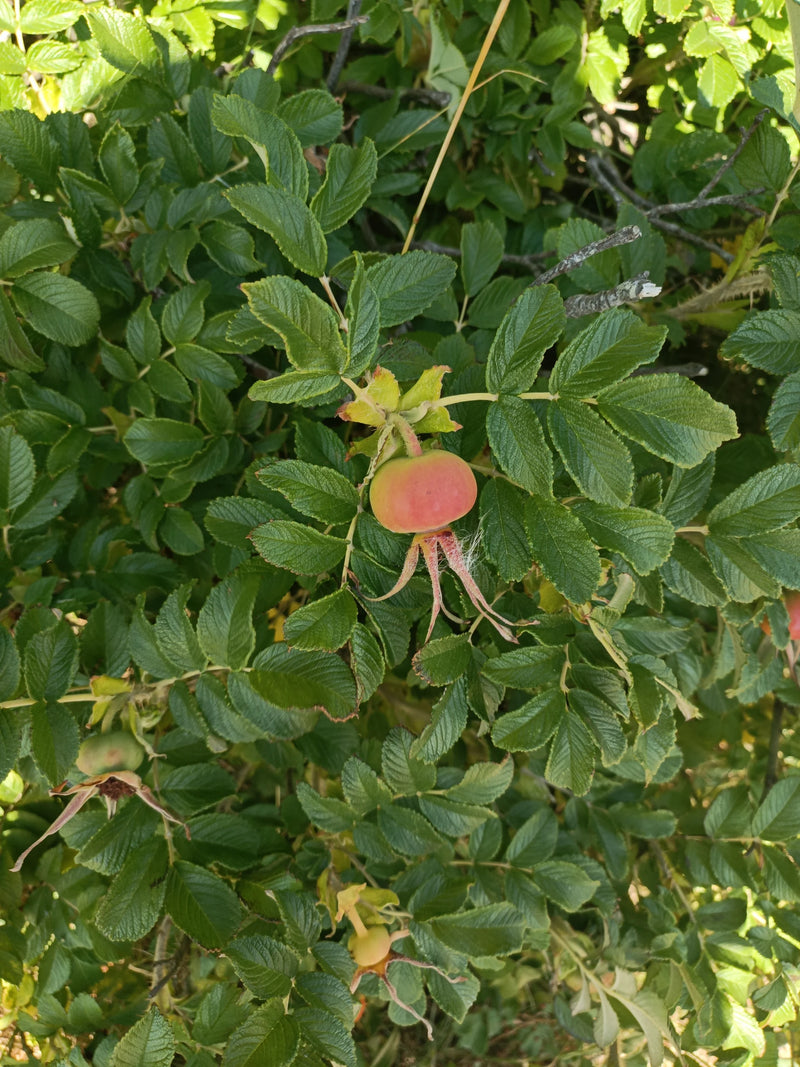 Auf dem Bild ist ein Zweig der Kartoffel-Rose mit charakteristisch runzeligen Blättern und einer rot-grünen Hagebutte zu sehen. Die Pflanze wächst in einer n...
