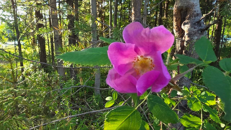 Eine leuchtend pinke Blüte der Kartoffel-Rose steht im Vordergrund vor einem lichten Waldrand. Umgeben ist sie von typischen gefiederten grünen Blättern.