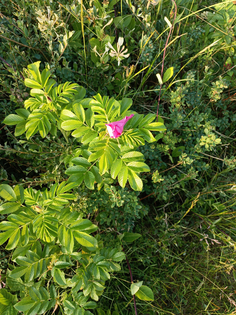 Zu sehen ist eine Kartoffel-Rose mit typisch runzeligen Blättern und einer pinkfarbenen Blüte in einer Wiese. Die Pflanze steht im direkten Sonnenlicht.