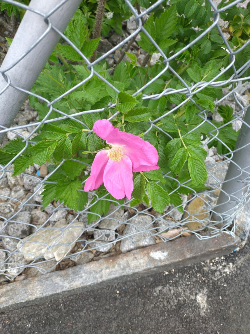 Eine pinke Blüte der Kartoffel-Rose ragt zusammen mit grünen Blättern durch die Maschen eines Drahtzauns. Dahinter ist ein steiniger Untergrund zu erkennen.