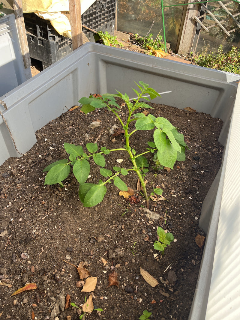 Eine junge Kartoffelpflanze mit kräftig grünen gefiederten Blättern wächst zentral in einem großen grauen Kunststoffkübel mit Gartenerde.