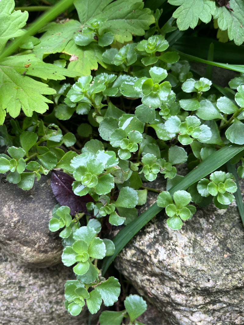 Kaukasus-Fetthenne — Bild 3 von 5
