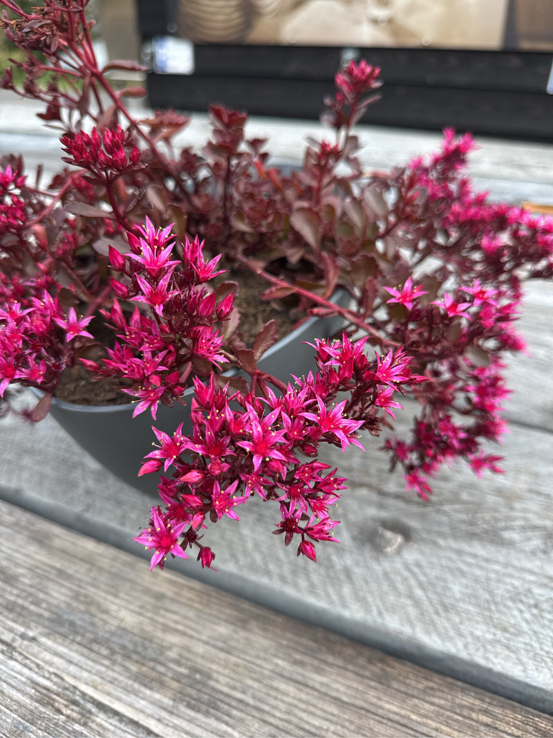 Kaukasus-Fetthenne — Bild 4 von 5