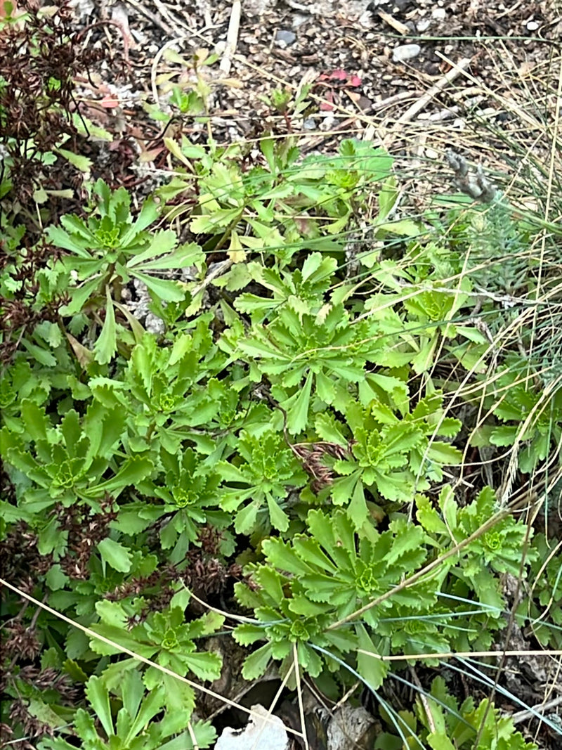 Kaukasus-Fetthenne — Bild 1 von 5