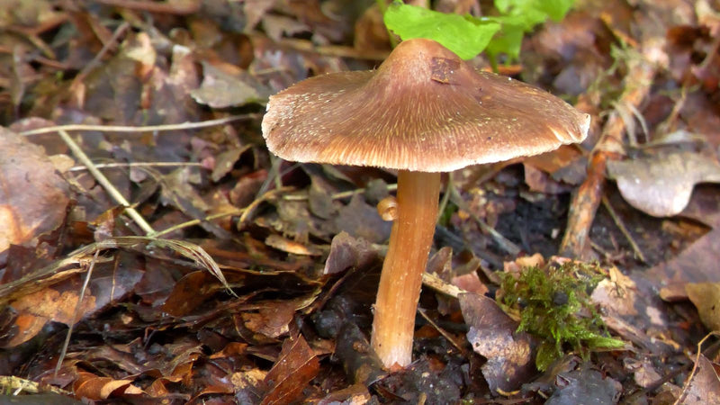 Zu sehen ist ein einzelner Kegeliger Risspilz mit typisch kegeligem Hut auf dem laubbedeckten Waldboden. Der Pilz steht aufrecht und zeigt charakteristische ...