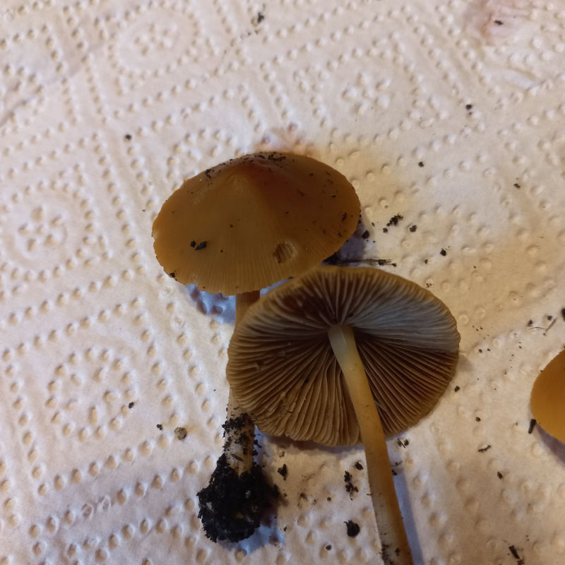 Zwei kleine Fruchtkörper von Kegelköpfen liegen auf strukturiertem Küchenpapier, wobei Hutoberseite und Lamellen sichtbar sind.