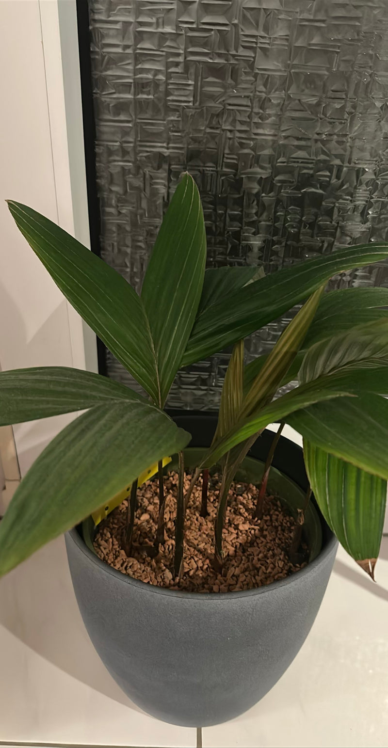 Auf dem Bild ist eine junge Kentiapalme in einem grauen Blumentopf zu sehen. Die Pflanze steht im Innenbereich vor einer gemusterten Fensterscheibe.