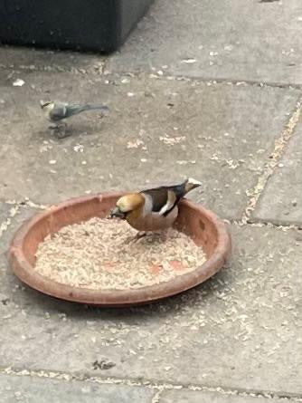 Ein Kernbeißer sitzt in einer flachen Futterschale auf steinigen Boden und frisst. Im Hintergrund ist ein weiterer kleiner Vogel zu sehen.