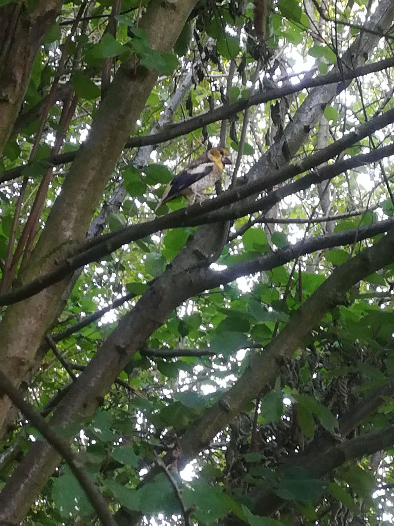 Ein Kernbeißer sitzt gut getarnt auf einem Ast in einem belaubten Baum. Das typische, kräftige Erscheinungsbild des Vogels ist erkennbar.