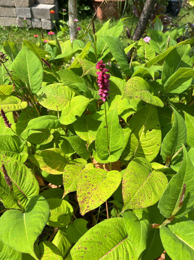 Zu sehen ist der Kerzen-Knöterich mit seinen typischen, leuchtend rosa Blütenkerzen und großen grünen Blättern. Die Pflanze steht in einem Gartenbeet im Sonn...