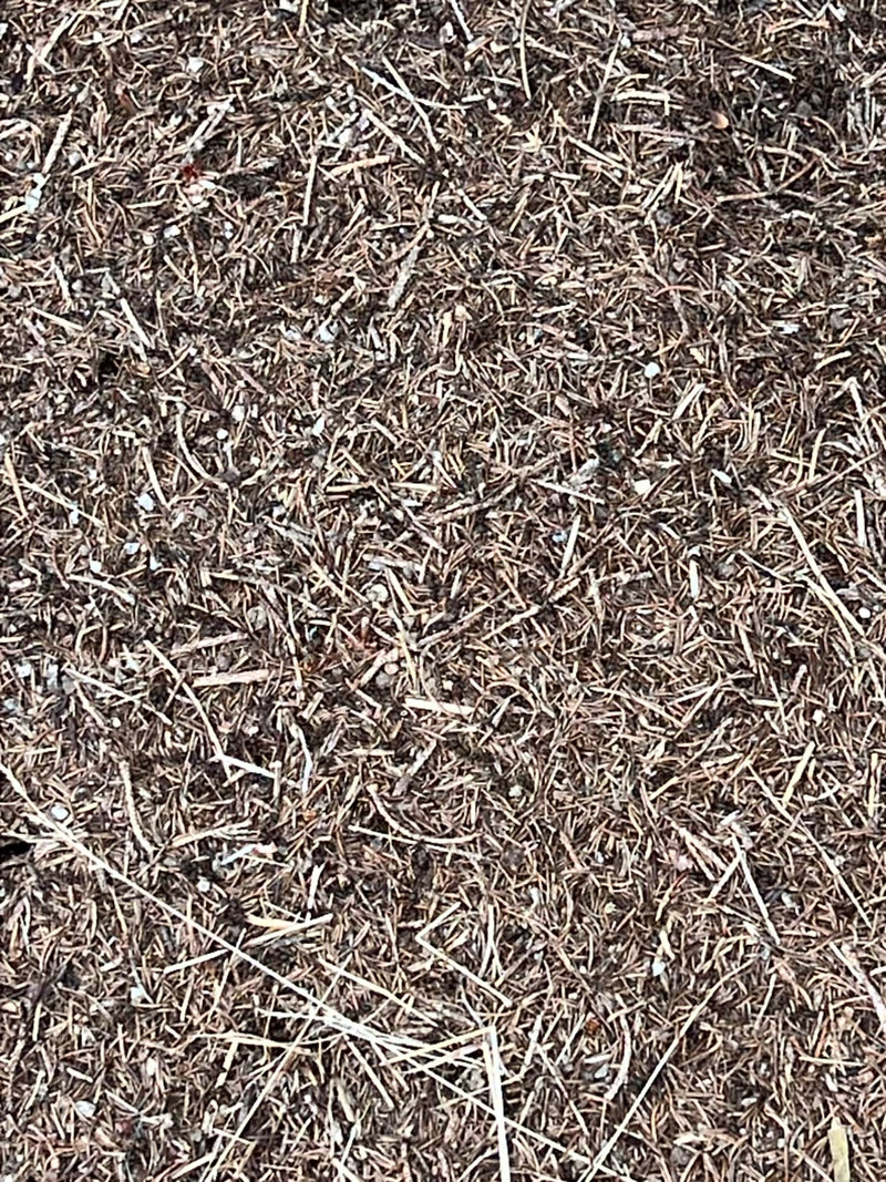 Kiefer — Bild 1 von 11