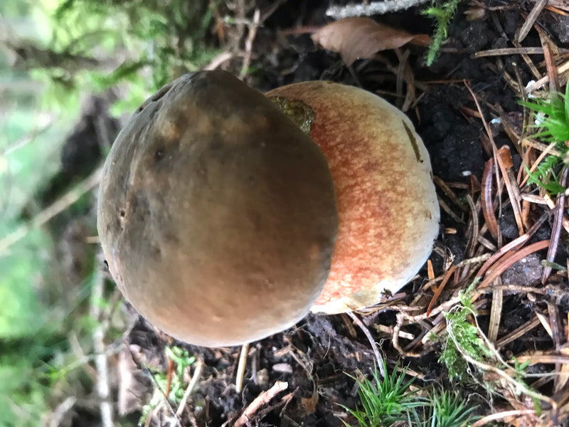 Kiefern-Steinpilz — Bild 2 von 2