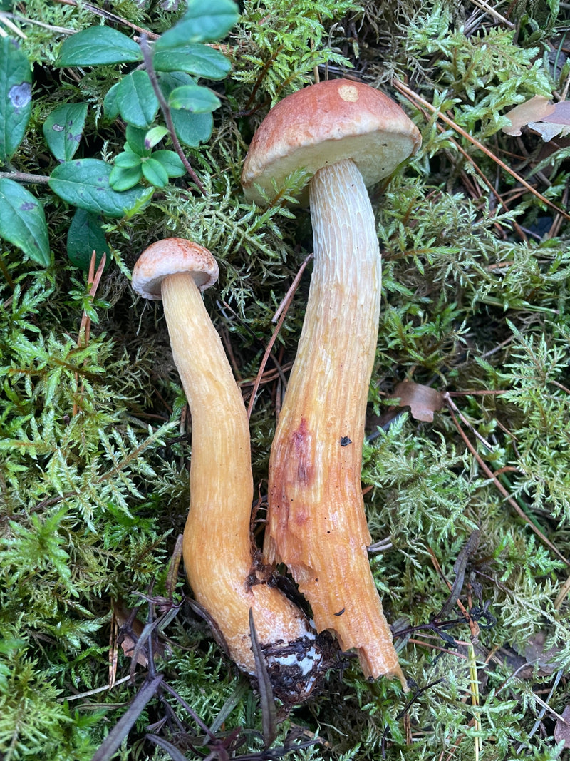 Kiefern-Steinpilz — Bild 1 von 2