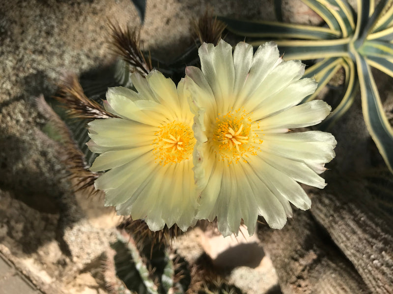 Auf dem Bild sind zwei geöffnete, blassgelbe Blüten eines Kiefernzapfenkaktus mit gelben Staubblättern zu sehen. Die Aufnahme erfolgt aus der Vogelperspektiv...