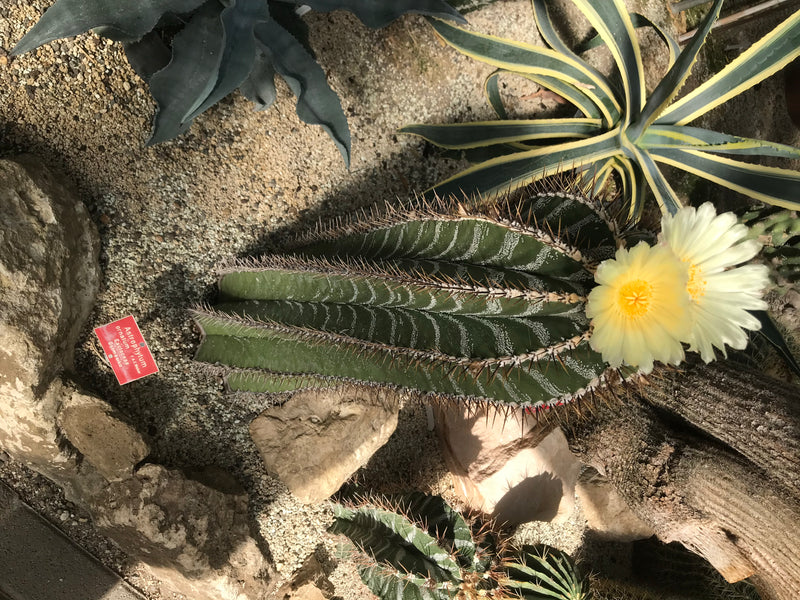 Ein blühender Geschmückter Bischofsmützkaktus (Astrophytum ornatum) mit großen gelben Blüten wächst auf steinigem Grund neben Agaven.