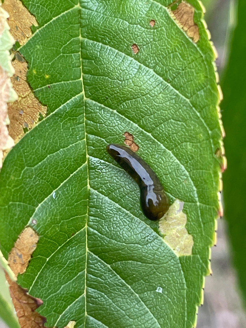 Kirschblattwespe — Bild 1 von 1