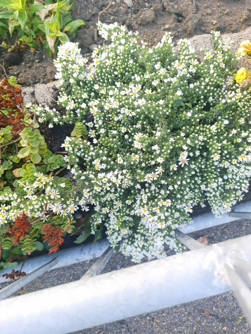 Eine blühende Kissen-Aster mit unzähligen kleinen weißen Blüten wächst kissenartig in einem Beet.