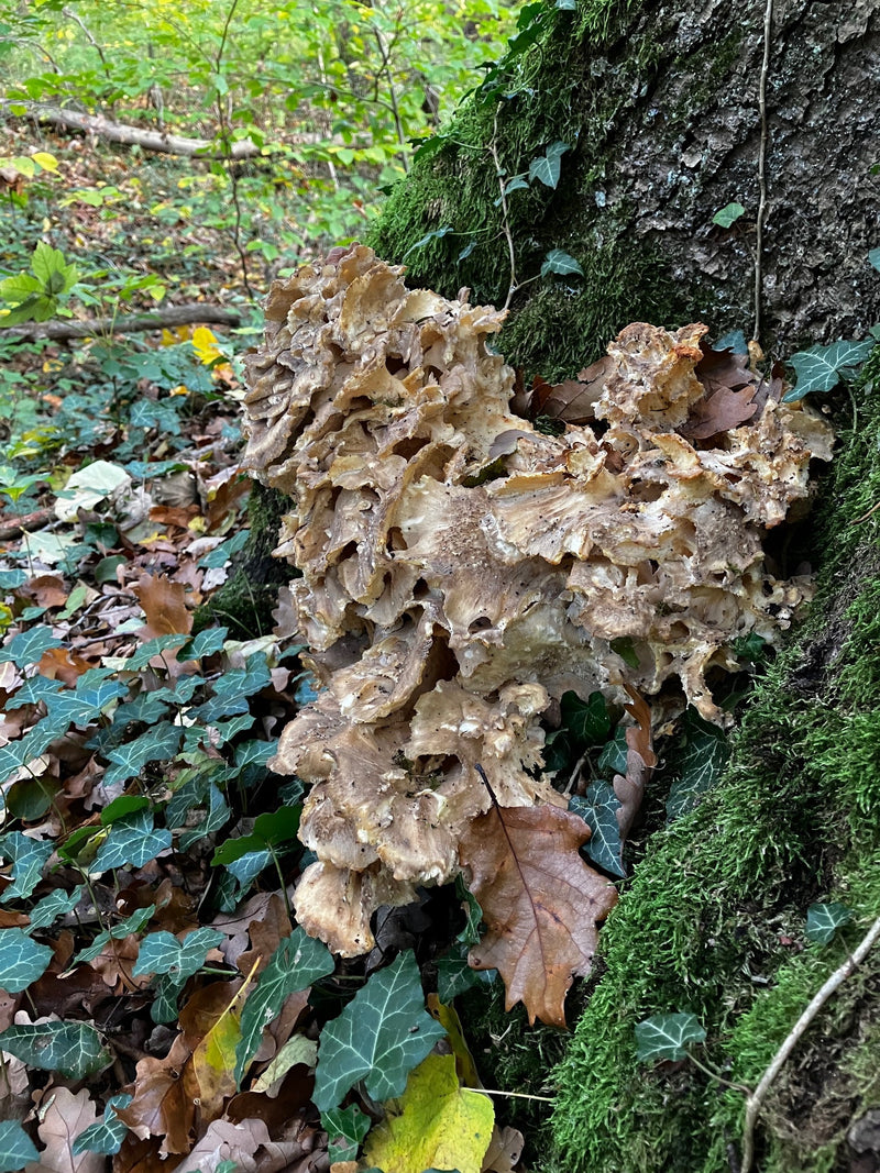 Ein großer, büscheliger Fruchtkörper des Klapperschwamms wächst an der moosigen Basis eines Laubbaumes im Wald.