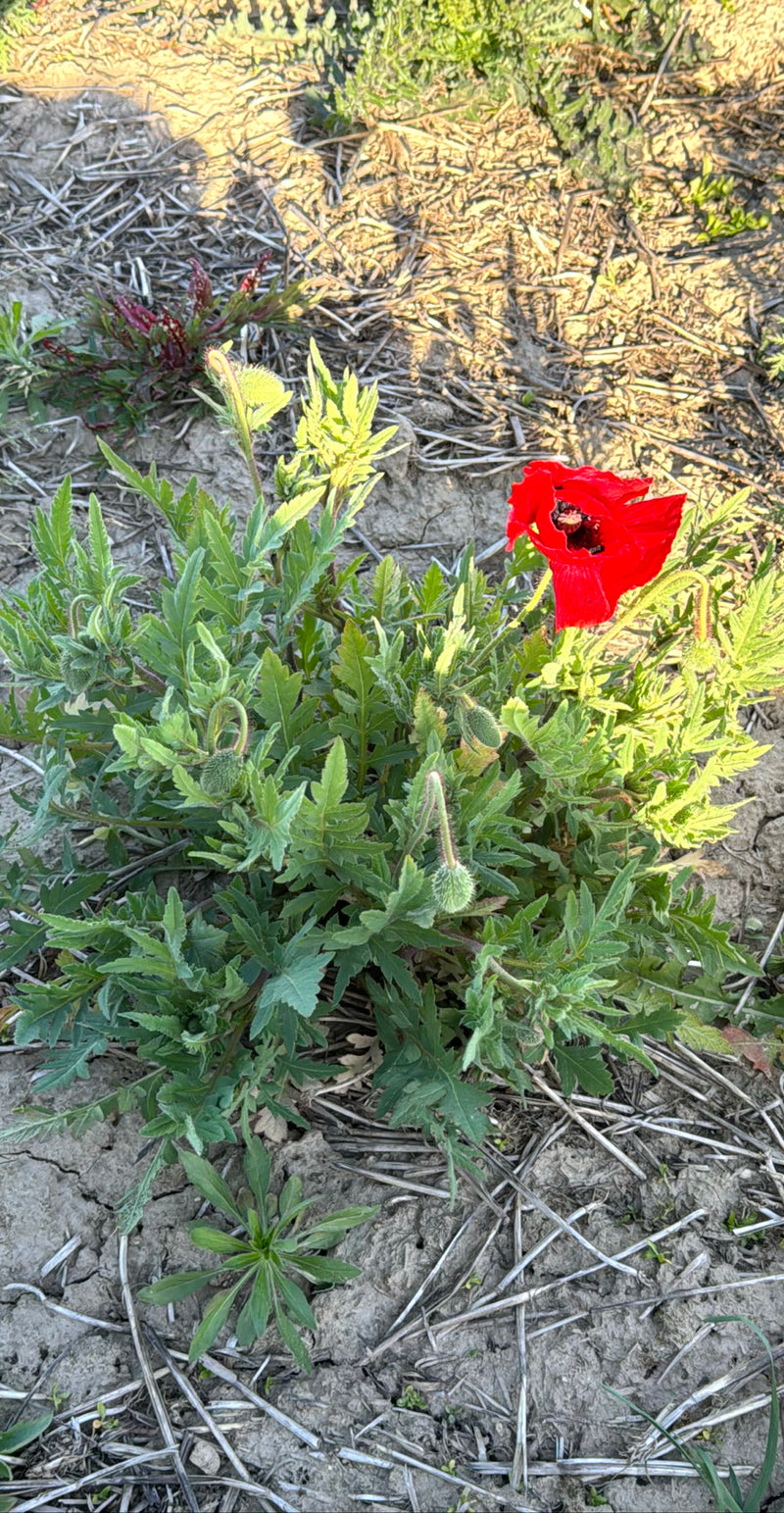 Auf dem Bild ist eine Mohnblume mit einer auffälligen roten Blüte und mehreren Knospen auf trockenem Ackerboden zu sehen. Die grüne Pflanze wächst direkt aus...