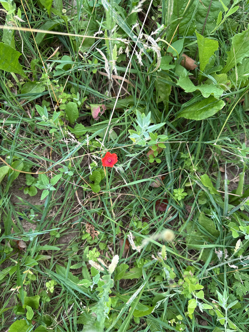 Eine rote Mohnblume blüht in der Aufsicht inmitten von grünem Gras und Wiesenvegetation.