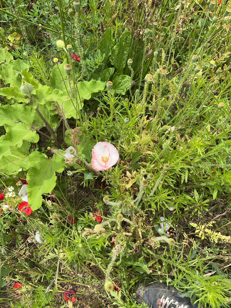 Zu sehen ist eine einzelne, helle Mohnblume inmitten von grünem Gras und weiteren Knospen. Die Aufnahme zeigt die Pflanze von oben in ihrer natürlichen Umgeb...