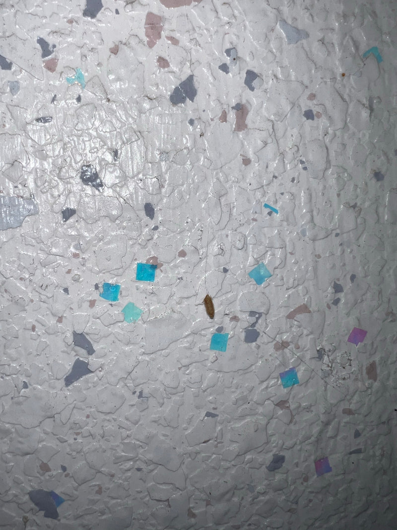 Kleidermotten — Bild 5