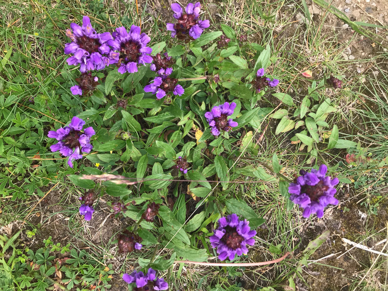 Kleine Braunelle — Bild 4 von 18