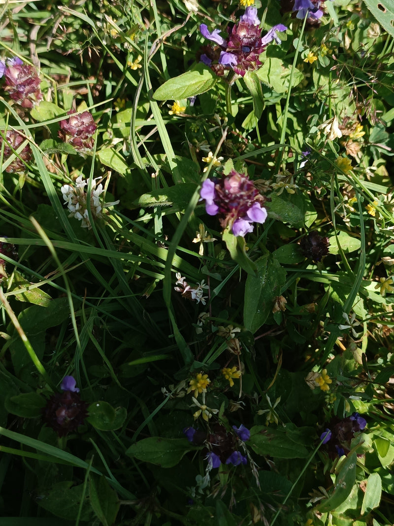 Kleine Braunelle — Bild 3 von 18