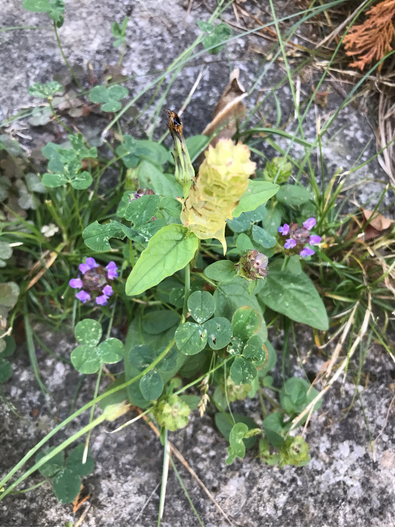 Kleine Braunelle — Bild 5 von 18
