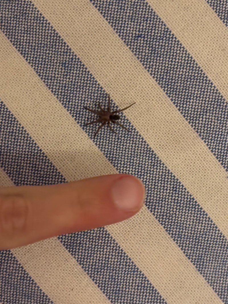 Eine braune Hauszwirbelspinne sitzt auf einer blau-weiß gestreiften Textiloberfläche. Neben der Spinne ist ein menschlicher Finger als Grössenvergleich zu se...