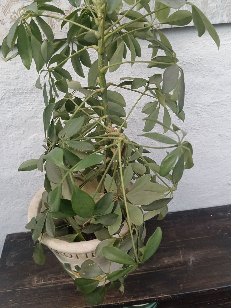 Zu sehen ist eine gut entwickelte Schefflera in einem Blumentopf vor einer hellen Wand. Die Pflanze zeigt ihre typischen, gefingerten Blätter und den aufrech...