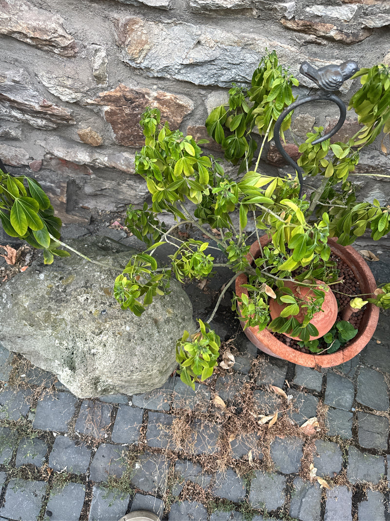 Das Bild zeigt eine Schefflera in einem Pflanzentopf, der auf dem Boden vor einer Steinmauer steht. Die Pflanze weist grüne, handförmig gefächerte Blätter auf.