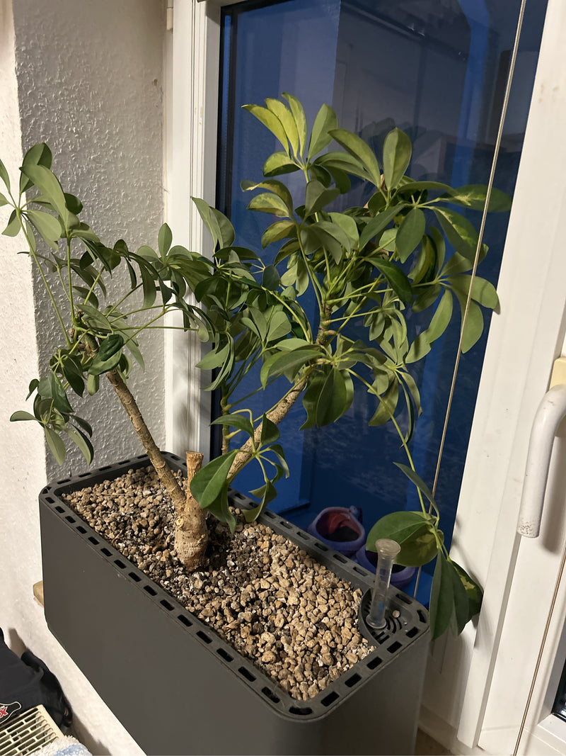 Zu sehen ist eine gesunde Strahlenaralie in einem länglichen Pflanzkasten. Die Pflanze steht in einem Innenraum vor einem Fenster.