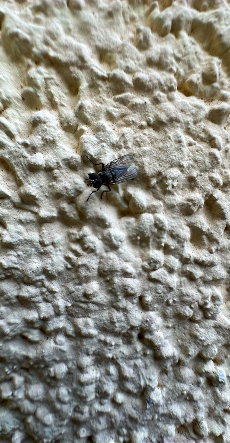 Kleine Stubenfliege — Bild 1