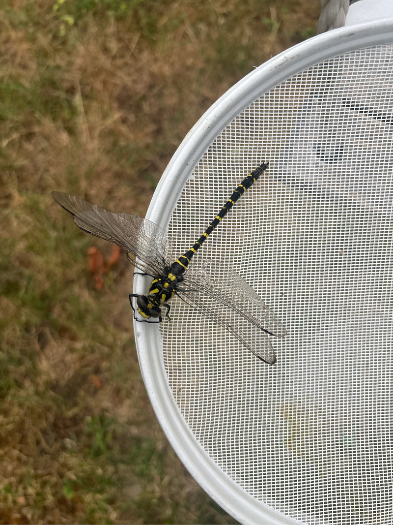 Kleine Zangenlibelle — Bild 3 von 3