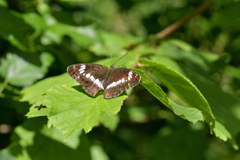 Kleiner Eisvogel — Bild 2 von 2