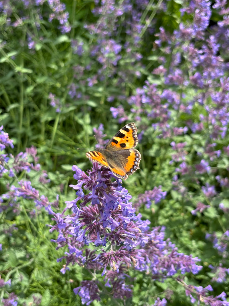 Ein Kleiner Fuchs sitzt auf einer violetten Blütenkerze in einer Wiese. Die orange-schwarzen Flügel des Schmetterlings sind teilweise geöffnet.
