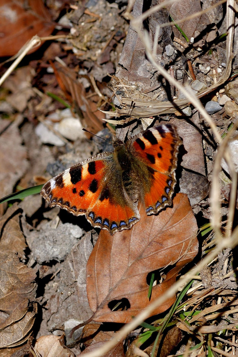Ein Kleiner Fuchs sitzt mit ausgebreiteten Flügeln auf dem Waldboden zwischen trockenem Laub. Die charakteristische orange-schwarze Zeichnung mit den blauen ...