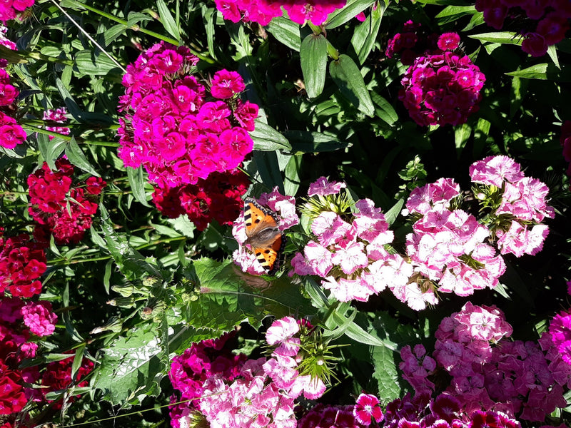 Ein Kleiner Fuchs sitzt auf einer rosa Blüte. Umgeben ist der Schmetterling von weiteren bunten Blumen und grünen Blättern.