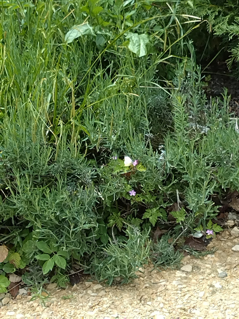 Ein Kleiner Kohlweißling sitzt auf einer Pflanze in einem Beet. Das Umfeld besteht aus grünem Laub und kleinen Blüten.