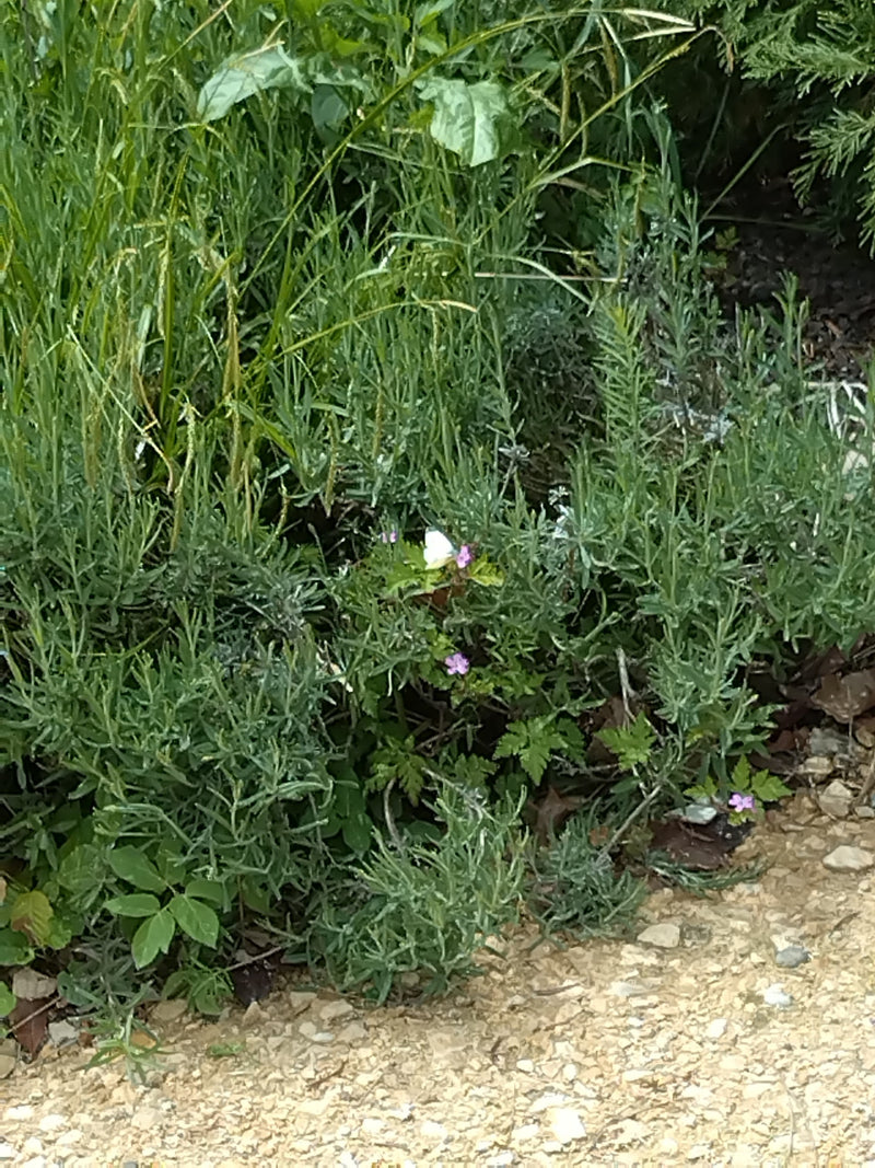 Ein Kleiner Kohlweißling sitzt auf einer Pflanze in einem dichten Beet. Der Schmetterling ist durch die Entfernung recht klein im Bild.