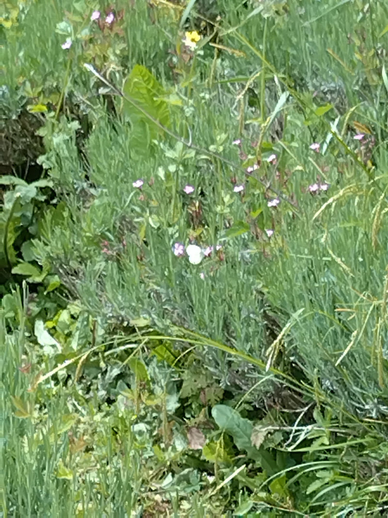 Ein Kleiner Kohlweißling sitzt inmitten einer grünen Wiese mit kleinen Blüten. Das Insekt ist aufgrund der Distanz nur klein zu erkennen.