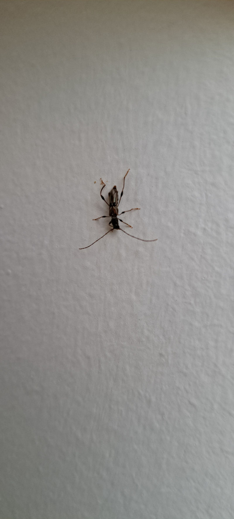 Auf dem Bild ist ein Kleiner Kurzdeckenbock zu sehen, der auf einer hellen Wand sitzt. Seine typischen verkürzten Flügeldecken sind gut erkennbar.