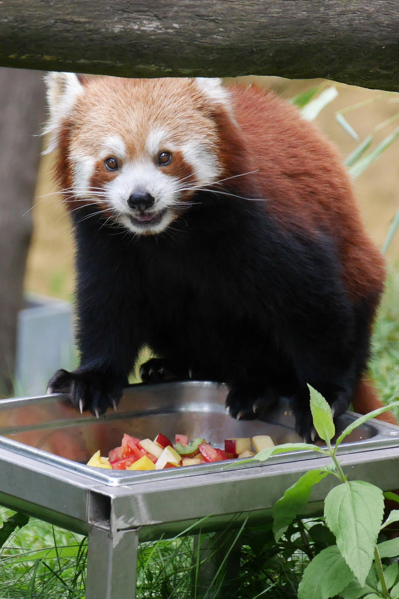 Kleiner Panda — Bild 2 von 3