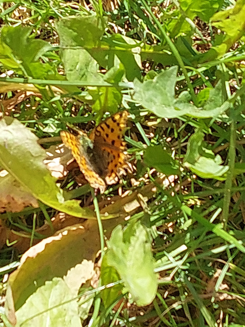 Kleiner Perlmuttfalter — Bild 3 von 7