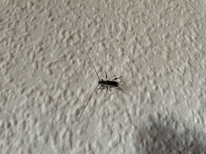 Auf dem Bild ist ein Kleiner Weidenbock mit sehr langen Fühlern zu sehen. Das Insekt sitzt auf einer strukturierten, hellen Wand.