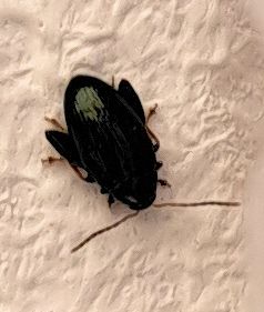 Auf einem strukturierten hellen Untergrund ist ein Kleiner gestreifter Kohlerdfloh von oben zu sehen. Der dunkle Käfer zeigt die typischen hellen Streifen au...